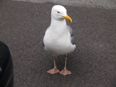 [Herring gull facing me on the pavement beside my car's bumper. Its webbed feet clearly visible on the cement.]